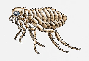Illustration of Cat Flea (Ctenocephalides felis) Illustration of Cat Flea (Ctenocephalides felis)