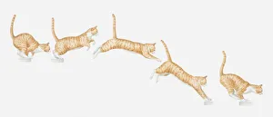 Illustration of a cat jumping, multiple image Illustration of a cat jumping, multiple image