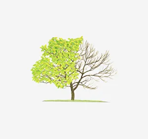 Illustration of Catalpa bignonioides Aurea (Golden Indian-Bean Tree) showing shape of tree with and without leaves Illustration of Catalpa bignonioides Aurea (Golden Indian-Bean Tree) showing shape of tree with and without leaves