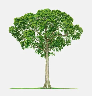 Illustration of Ceiba pentandra (Kapok), a tall tropical tree Illustration of Ceiba pentandra (Kapok), a tall tropical tree
