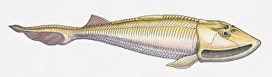 Illustration of a Cephalaspid prehistoric fish, side view Illustration of a Cephalaspid prehistoric fish, side view