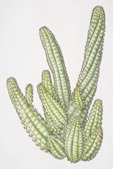 Illustration, Chamaecereus sylvestri, cluster of Peanut Cacti with cucumber-shaped stems Illustration, Chamaecereus sylvestri, cluster of Peanut Cacti with cucumber-shaped stems