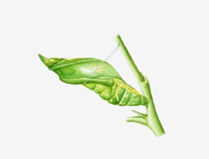 Illustration of Citrus Swallowtail (Papilio demodocus) butterfly cocoon on stem Illustration of Citrus Swallowtail (Papilio demodocus) butterfly cocoon on stem