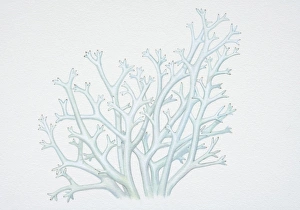 Illustration, cladina rangiferina, Reindeer Lichen Illustration, cladina rangiferina, Reindeer Lichen