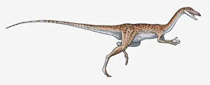 Illustration of Coelophysis bipedal dinosaur Illustration of Coelophysis bipedal dinosaur