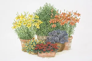 Illustration, colourful selection of flowering potted plants Illustration, colourful selection of flowering potted plants