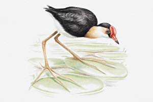 Illustration of a Comb-crested jacana, also known as Lilytrotter (Irediparra gallinacea Illustration of a Comb-crested jacana, also known as Lilytrotter (Irediparra gallinacea