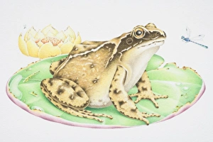 Illustration, Common Frog (Anura) perched on water lily leaf stalking Dragonfly (Odonata) Illustration, Common Frog (Anura) perched on water lily leaf stalking Dragonfly (Odonata)