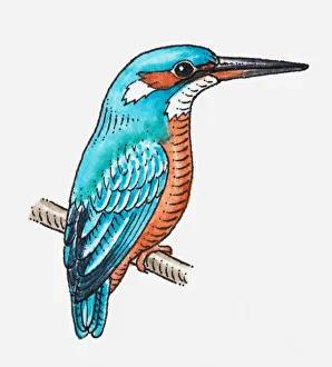 Illustration of Common Kingfisher (Alcedo atthis) perching on branchlet Illustration of Common Kingfisher (Alcedo atthis) perching on branchlet
