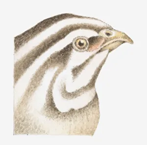 Illustration of Common Quail (Coturnix coturnix) with brown and white striped head, close-up Illustration of Common Quail (Coturnix coturnix) with brown and white striped head, close-up