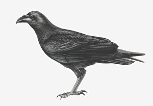 Illustration of Common Raven (Corvus corax) Illustration of Common Raven (Corvus corax)
