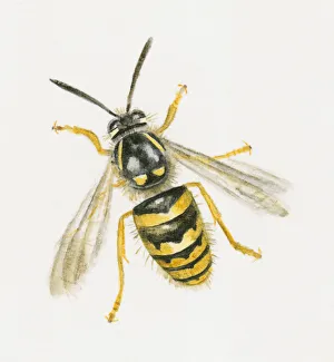 Illustration of Common Wasp (Vespula vulgaris) Illustration of Common Wasp (Vespula vulgaris)