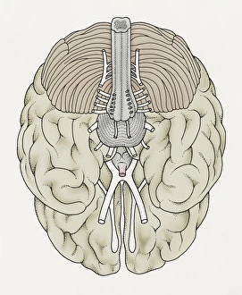 Illustration of cranial nerves of human brain Illustration of cranial nerves of human brain