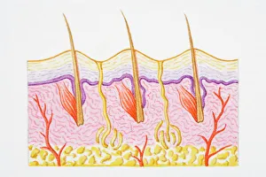 Illustration of cross section of human skin with heat trapped by erect hairs Illustration of cross section of human skin with heat trapped by erect hairs
