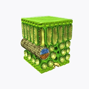 Illustration of cross-section through leaf, showing upper epidermis, palisade mesophyll Illustration of cross-section through leaf, showing upper epidermis, palisade mesophyll
