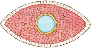 Illustration of cross section showing how early stage embryo of Flatworm (Phylum Platyhelminthes) Illustration of cross section showing how early stage embryo of Flatworm (Phylum Platyhelminthes)