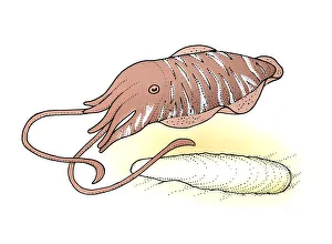 Illustration of Cuttlefish and shell on sand Illustration of Cuttlefish and shell on sand