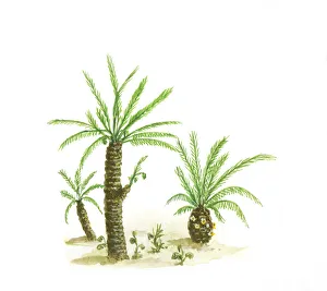 Illustration of cycads with compound green leaves and thick trunks dating from Paleozoic Illustration of cycads with compound green leaves and thick trunks dating from Paleozoic
