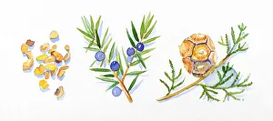 Illustration of cypress leaves and pinecone on stem, Juniper flowers, leaves and berries, and frankincense resin Illustration of cypress leaves and pinecone on stem, Juniper flowers, leaves and berries, and frankincense resin