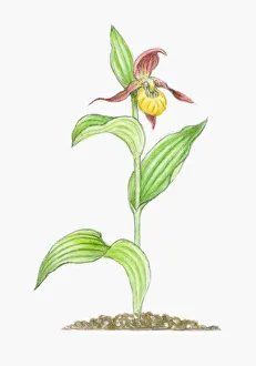 Illustration of Cypripedium calceolus (Ladys Slipper), yellow and deep red orchid on tall stem with Illustration of Cypripedium calceolus (Ladys Slipper), yellow and deep red orchid on tall stem with