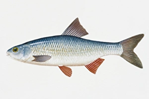 Illustration of Danubian roach (Rutilus pigus virgo), European freshwater fish Illustration of Danubian roach (Rutilus pigus virgo), European freshwater fish