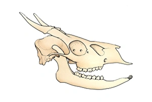 Illustration of Deer skull with open jaw showing teeth Illustration of Deer skull with open jaw showing teeth