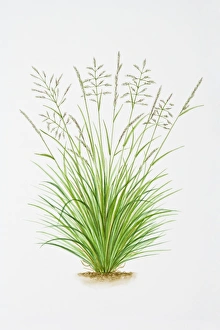 Illustration of Deschampsia Caespitosa (Tussock grass) Illustration of Deschampsia Caespitosa (Tussock grass)