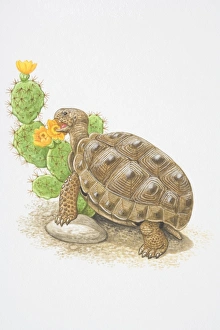 Illustration, Desert Tortoise (Gopherus agassizii) feeding on flowering cactus plant Illustration, Desert Tortoise (Gopherus agassizii) feeding on flowering cactus plant