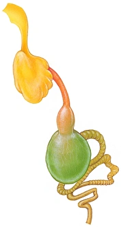 Illustration of digestive system of the Senegal Parrot (Poicephalus senegalus), showing crop, gizzard and intestines Illustration of digestive system of the Senegal Parrot (Poicephalus senegalus), showing crop, gizzard and intestines