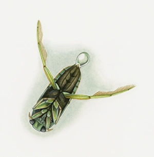 Illustration of a diving beetle (Dytiscidae) releasing air bubble underwater, underside Illustration of a diving beetle (Dytiscidae) releasing air bubble underwater, underside