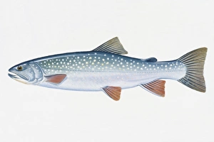 Dolly Varden Trout Dolly Varden Trout