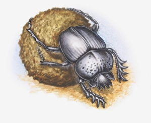 Illustration of Dung Beetle moving dung ball Illustration of Dung Beetle moving dung ball