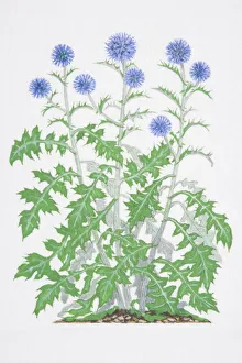 Illustration, Echinops ritro, Globe Thistle, three stalks with spiny lobed leaves Illustration, Echinops ritro, Globe Thistle, three stalks with spiny lobed leaves