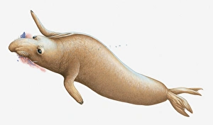 Illustration of Elephant Seal swimming and feeding on squid Illustration of Elephant Seal swimming and feeding on squid