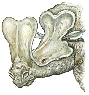 Illustration of Embolotherium with large bony protuberance above nose Illustration of Embolotherium with large bony protuberance above nose