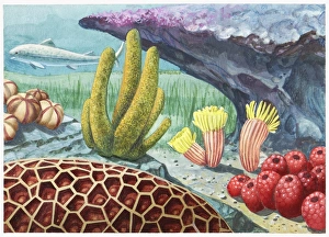 Illustration of the environment of the Grand Canyon as it was 400 million years ago, showing prehistoric sea life Illustration of the environment of the Grand Canyon as it was 400 million years ago, showing prehistoric sea life