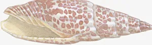 Illustration of Episcopal Mitre (Mitra mitra), orange-spotted snail shell showing Illustration of Episcopal Mitre (Mitra mitra), orange-spotted snail shell showing
