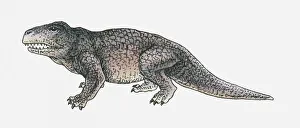 Illustration of an Erythrosuchus, a thecodont archosaur, Triassic period Illustration of an Erythrosuchus, a thecodont archosaur, Triassic period
