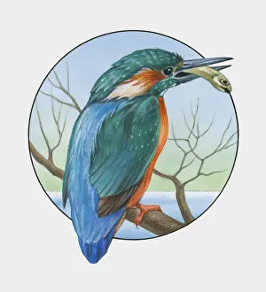 Illustration of Eurasian Kingfisher (Alcedo atthis) perching on branch with fish in beak Illustration of Eurasian Kingfisher (Alcedo atthis) perching on branch with fish in beak