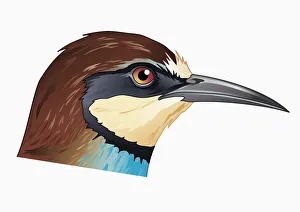 Illustration of European Bee-eater (Merops apiaster), profile showing curved beak Illustration of European Bee-eater (Merops apiaster), profile showing curved beak