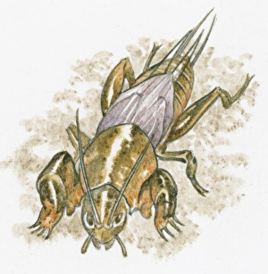 Illustration of European Mole Cricket (Gryllotalpa gryllotalpa) standing on ground Illustration of European Mole Cricket (Gryllotalpa gryllotalpa) standing on ground