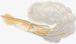 Illustration of European Squid (Loligo vulgaris), with soft, brown mantle, long tentacles and shorter arms Illustration of European Squid (Loligo vulgaris), with soft, brown mantle, long tentacles and shorter arms