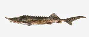 Illustration of an European sturgeon (Acipenser sturio), side view Illustration of an European sturgeon (Acipenser sturio), side view