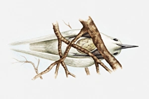 Illustration of Fairy tern (Sterna nereis) sitting on egg balanced on fork of branches Illustration of Fairy tern (Sterna nereis) sitting on egg balanced on fork of branches