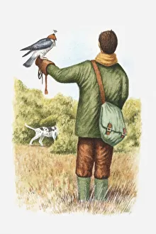 Illustration of falconer with a hooded falcon perching on his arm and pointer dog nearby Illustration of falconer with a hooded falcon perching on his arm and pointer dog nearby