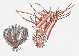 Illustration of a Feather star (Crinoidea) and its reproductive pinnule Illustration of a Feather star (Crinoidea) and its reproductive pinnule