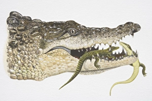 Illustration, female Crocodile (crocodlylidae) carrying baby Crocodiles in her jaw, side view Illustration, female Crocodile (crocodlylidae) carrying baby Crocodiles in her jaw, side view