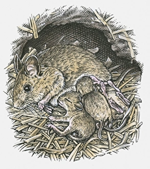 Illustration of female field mouse suckling young in underground nest Illustration of female field mouse suckling young in underground nest