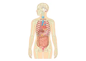 Illustration of female human body showing skeleton, brain, heart, lungs, digestive system Illustration of female human body showing skeleton, brain, heart, lungs, digestive system