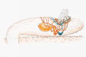 Illustration of a female purse-web spider (Atypidae) dragging an insect from trap into underground burrow Illustration of a female purse-web spider (Atypidae) dragging an insect from trap into underground burrow